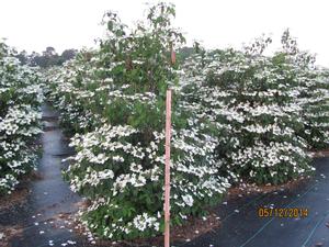 Viburnum plicatum tom. Summer Snowflake - Doublefire