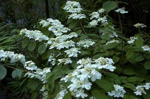 Viburnum plicatum tom. Shasta - Doublefire