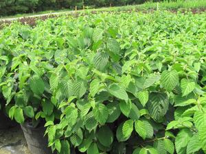 Viburnum plicatum tom. Popcorn - Doublefire