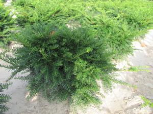 Taxus Green Wave - Taxus yew