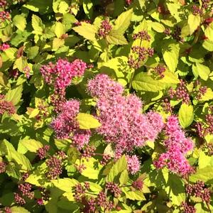 Spiraea Magic Carpet - Spiraea