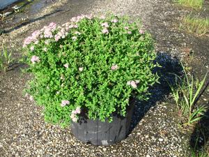 Spirea Little Princess - Spiraea