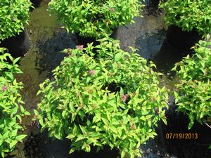 Spirea Flaming Mound - Spiraea