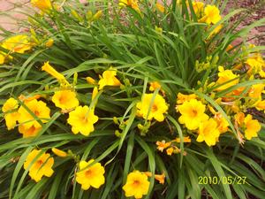 Hemerocallis Happy Returns - 