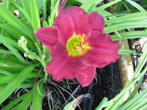 Hemerocallis Pardon Me - 