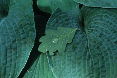 Hosta Blue Angel - 