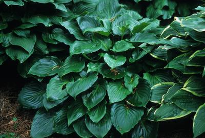 Hosta Invincible - 