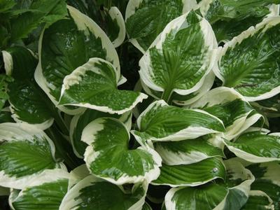 Hosta Minuteman - 