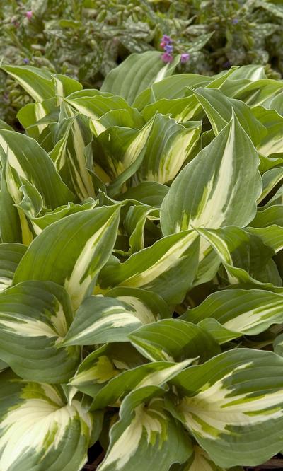 Hosta Night Before Christmas - 