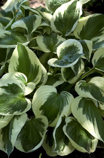 Hosta Patriot - 