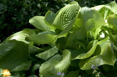 Hosta Sum and Substance - 