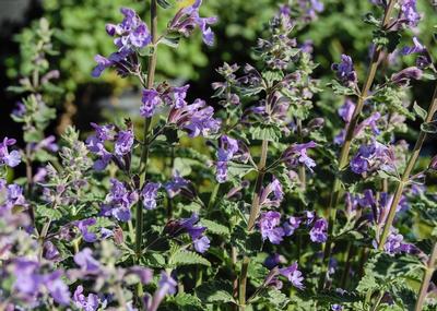 Nepeta Walker's Low - catmint