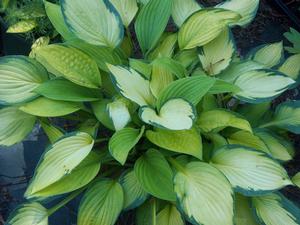 Hosta Gold Standard - 