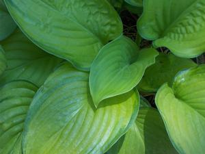 Hosta Guacamole - 