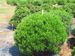 Ilex Glabra Shamrock - Inkberry