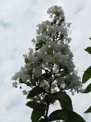 Lagerstroemia Natchez - Lagerstroemia (Crape Myrtle)