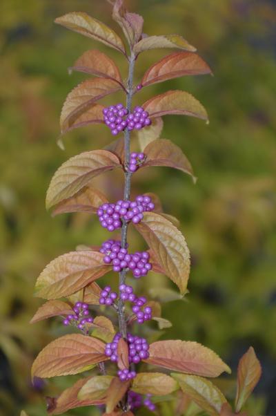 Callicarpa Early Amethyst - Beautyberry