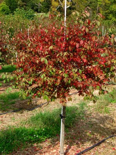 Euonymus alatus Compacta Burning Bush from David's Nursery