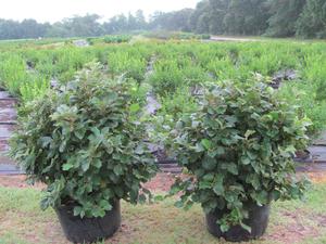 Fothergilla Gardenii - 