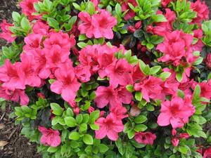 Azalea Girard Crimson - Azalea