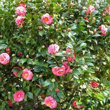 Camellia s. Winter's Joy - Camellia