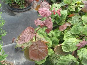 Corylus Red Dragon from David's Nursery