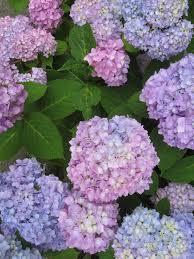 Hydrangea macrophylla PP26249 / L.A. Dreamin'® - Hydrangea Macrophylla (Mop Head)