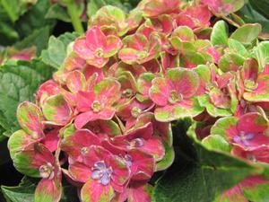 Hydrangea M. Next Generation Pistachio - Hydrangea Macrophylla (Mop Head)