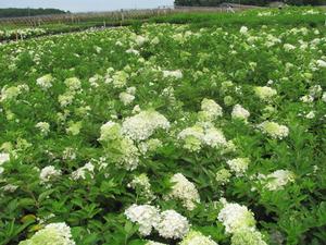 Hydrangea p. Grandifloria,PG - Hydrangea Paniculata (Panicle)