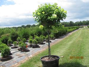 Standard hydrangea deals