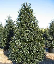 Ilex x meserveae PP14310 / Proven Winners® Color Choice® Castle Spire® - Ilex (Holly)