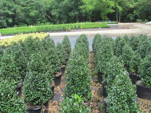 Ilex x meserveae PP14308 / Proven Winners® Color Choice® Castle Wall® - Ilex (Holly)