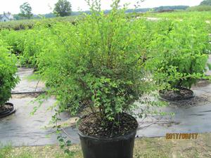 Spiraea Vanhouttei Renaissance - Spiraea