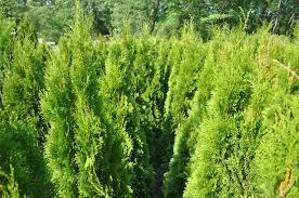 Thuja Emerald Green - Arborvitae