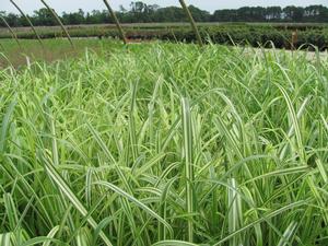 Miscanthus Cabaret - 