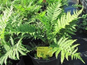 Fern Ostrich - Matteuccia struthiopteris