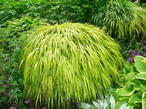 Hakonechloa Aureola - 