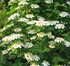 Viburnum Lentago - Viburnum