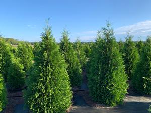 Thuja Green Giant - Arborvitae