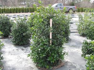 Ilex x Virginia from David's Nursery