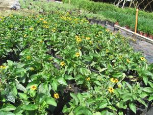 Rudbeckia Goldsturm - 