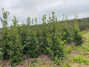 Ilex opaca Satyr Hill - American Holly