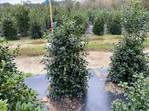 Ilex x. Mary Nell - Ilex (Holly)