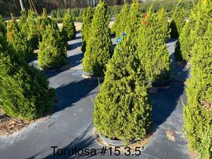 Juniperus chinensis Torulosa - Hollywood Juniper