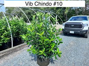 Viburnum awabuki chindo - Viburnum