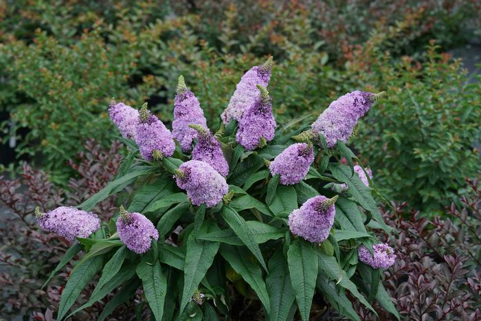 Buddleia Pugster® Amethyst - Butterfly Bush