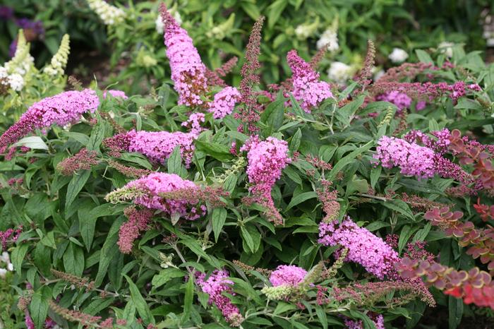 Buddleia Pugster® Pink - Butterfly Bush