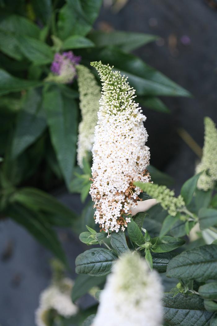 Buddleia Pugster® White - Butterfly Bush