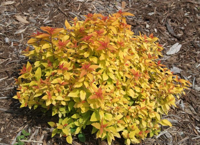 Spiraea japonica 'Double Play® Candy Corn®' - Spirea