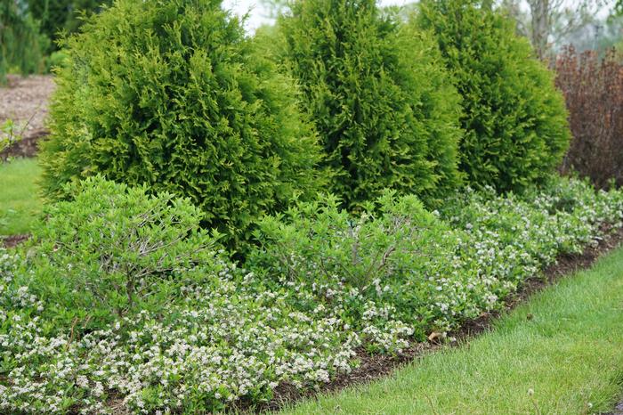 Aronia melanocarpa 'Ground Hug®' ('UCONNAM012') - Chokeberry